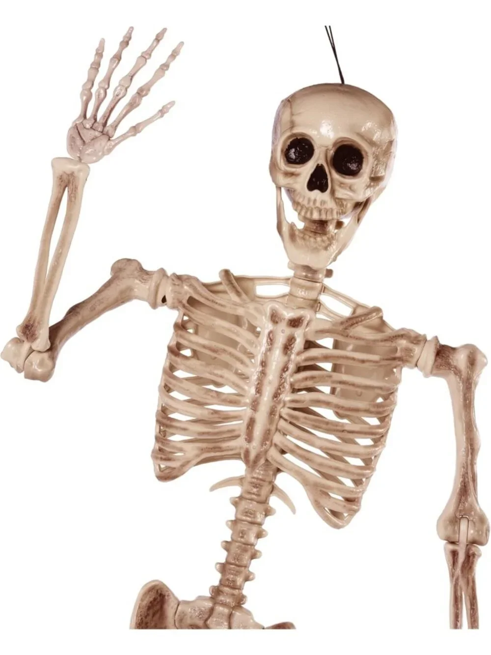 5.6 FT Life Size Posable Skeleton - Realistic Bones, Movable Joints, Halloween